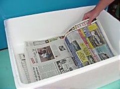 Several layers of newsprint are placed in the bottom of a styrofoam box.