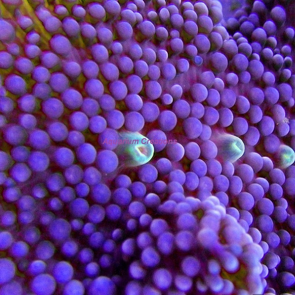 Picture of Lavender Ricordea Florida Mushroom
