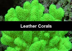 Leather Corals
