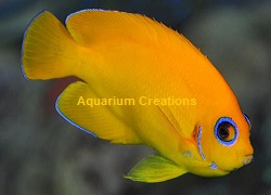 Picture of Bicolor Angelfish, Centropyge Flavissimus,Hawaii