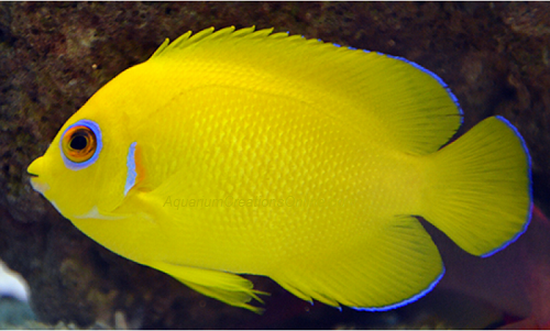 Picture of Lemonpeel Angelfish ,Centropyge Flavissimus
