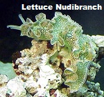 Picture of Lettuce Nudibranch