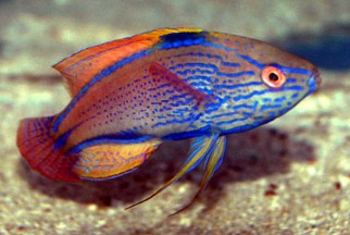 The Lineatus Fairy Wrassee, a beautiful fish!