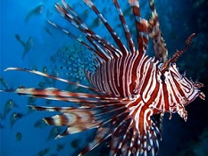 Picture of Saltwater Aquarium Lionfish