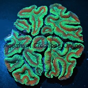 Picture of Aussie Ultra Lobophyllia Brain Corals