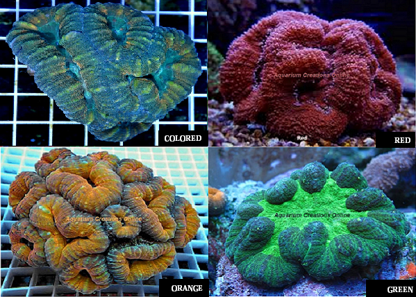 Picture of Lobophyllia Brain Coral, Ultra Australia