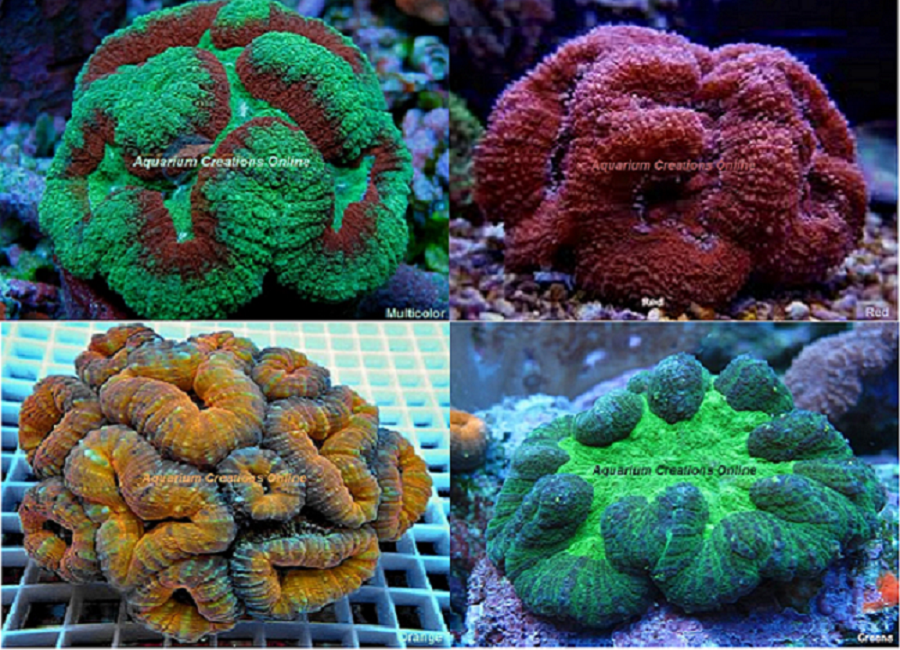 Picture of Ultra Lobophyllia Brain Coral, Australia