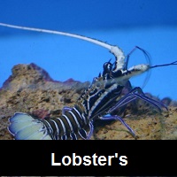 Saltwater Aquarium Lobsters