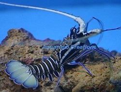 Picture of Blue Spiny Lobster