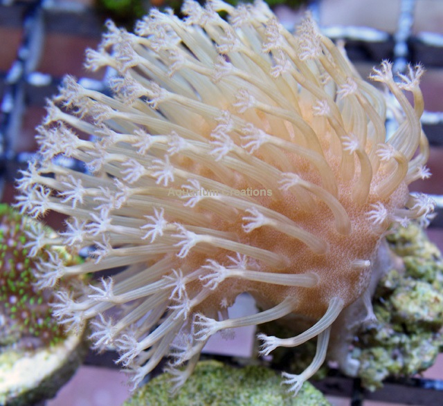 Picture of Long Polyp Leather Coral
