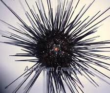Picture of Black Longspine Urchin