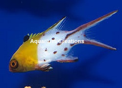 Picture of Lyretail Hogfish