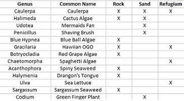 This Chart Shows Macroalgae Algae Placement Recommendations in the Aquarium System