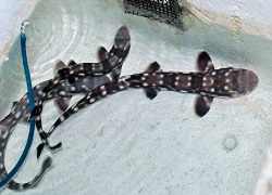 Picture of Marbled Cat Shark