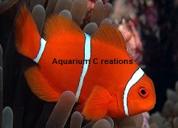 Picture of Captive Bred Maroon Clownfish