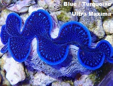 Picture of Blue Maxima Clam, Aquacultured