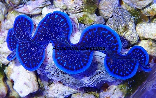 Picture of Blue Maxima Clam, Aquacultured
