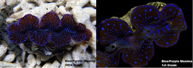 Picture of Maxima Clam Blue/Purple, Aquacultured