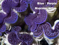 Picture of Aquacultured Blue/Purple Maxima Clam