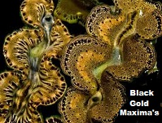 Picture of Gold Maxima Clam<BR>Tridacna Maxima