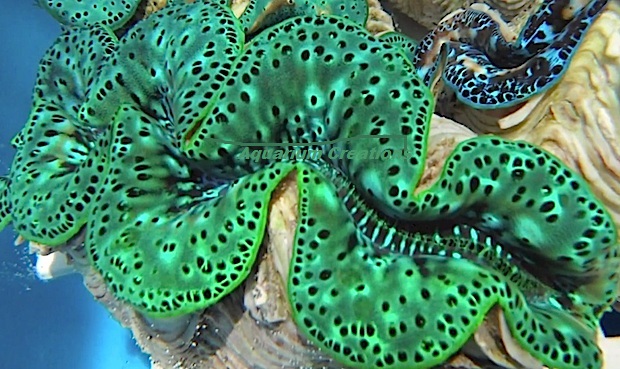 Picture of Green Maxima clam glow under aquarium lights
