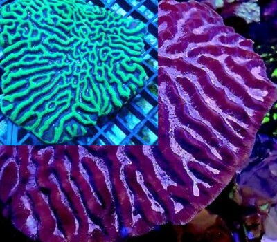 Picture of Maze Brain Coral, Platygyra sp.