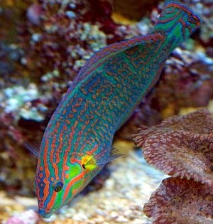 Melanurus Wrasse is one of the best problem solvers for Planaria flatworms in reef aquariums.