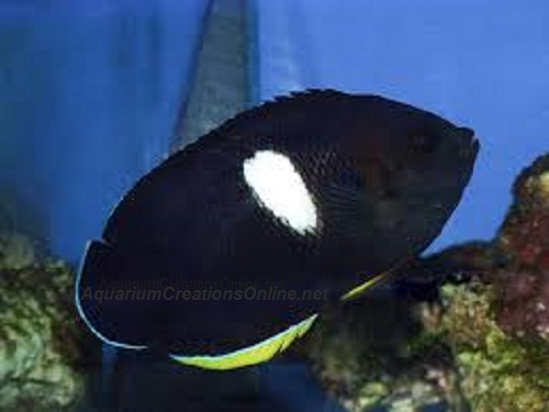 Picture of Melas Angelfish ,Centropyge tibicen