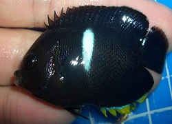 Picture of Melas Angelfish also called Keyhole Angelfish