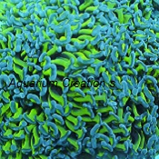 Picture of Metallic Green Wall Hammer Coral, Euphyllia ancora, Australia