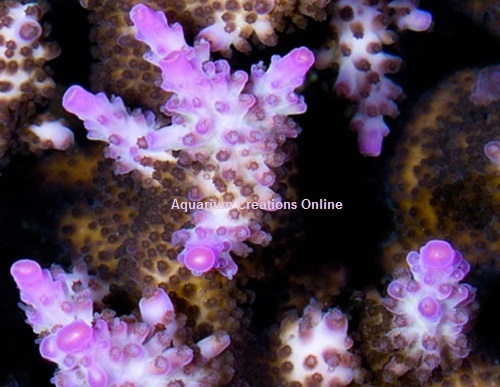 Picture of Miami Orchid Staghorn Acropora, Aquacultured By ACOL