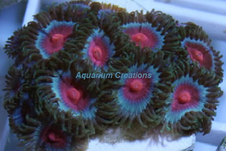 Picture of  Miami Vice Zoanthid