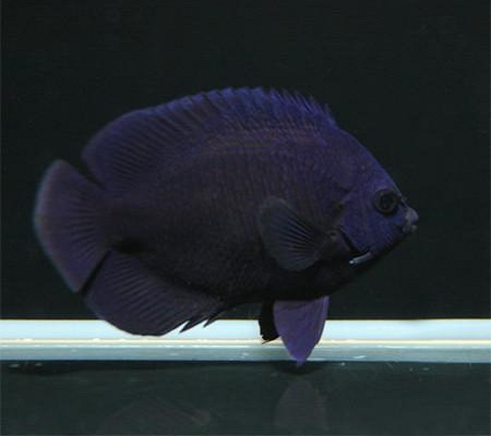 Picture of Midnight Angelfish, Centropyge nox