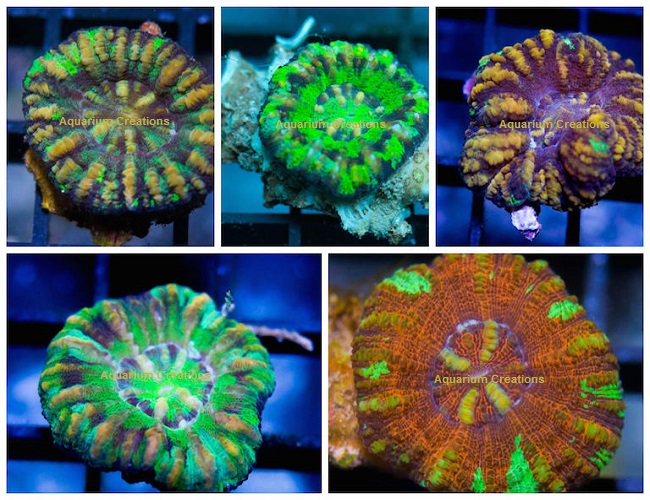 Picture of Australia Mini Scolymia Coral, Micromussa pacifica