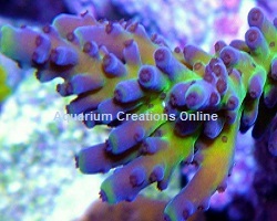 Picture of Miyagi Tortuosa Acropora Coral, Acropora tortuosa