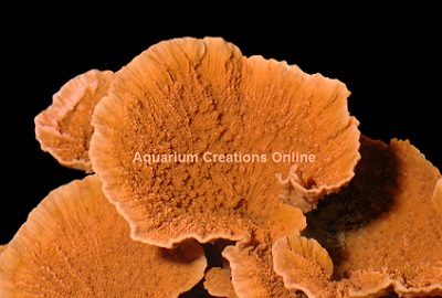 Picture of Aquacultured Orange Montipora Capricornis