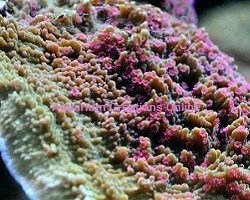 Picture of Pink Polyp Montipora Capricornis.