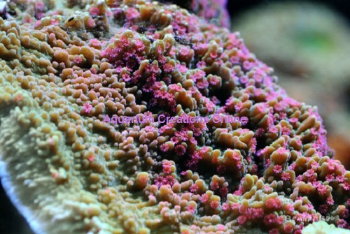 Picture of Aquacultured Pink Polyp Montipora Capricornis