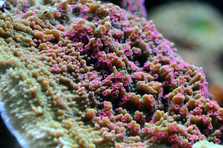 Picture of Pink Polyp Montipora Capricornis, Aquacultured Pink Polyp