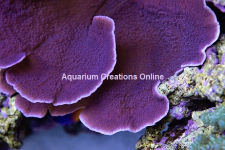 Picture of Aquacultured Purple Montipora Capricornis