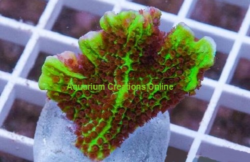 Picture of Aquacultured Neon Green Spongodes Montipora Sp.
