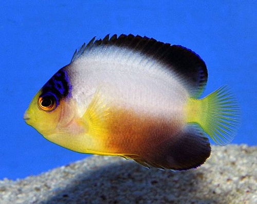 Picture of Multicolor Angelfish, Centropyge multicolor