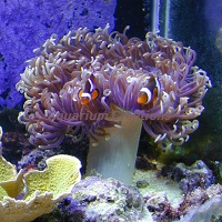 Picture of Multicolor Long Tentacle Anemone
