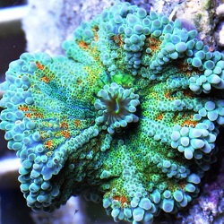 Picture of Multicolor Pacific Yuma Ricordea