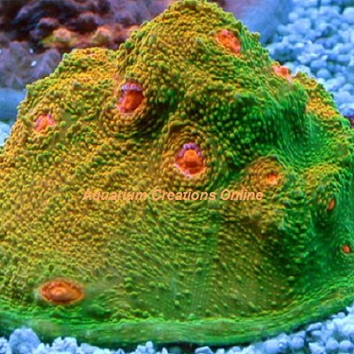 Picture of Mummy's Eye Chalice Coral, Aquacultured, Echinophyllia sp.
