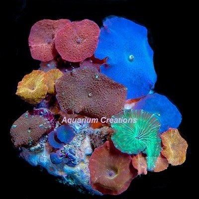 Picture of Rainbow Mushroom Rock