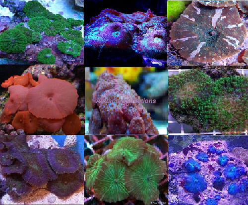 Picture of Beginner Mushroom Coral Package