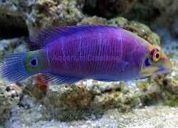 Picture of Mystery Wrasse, Pseudocheilinus ocellatus