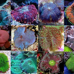 Picture of Nano Mushroom Coral Pack