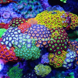 Picture of Zoanthid & Palythoa Coral Package